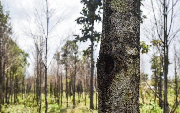 Trầm hương là gì Trầm hương là gì